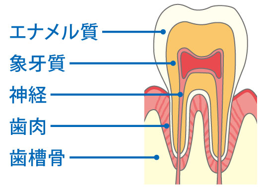 http://calcium-kazoku.jp/tooth.jpg